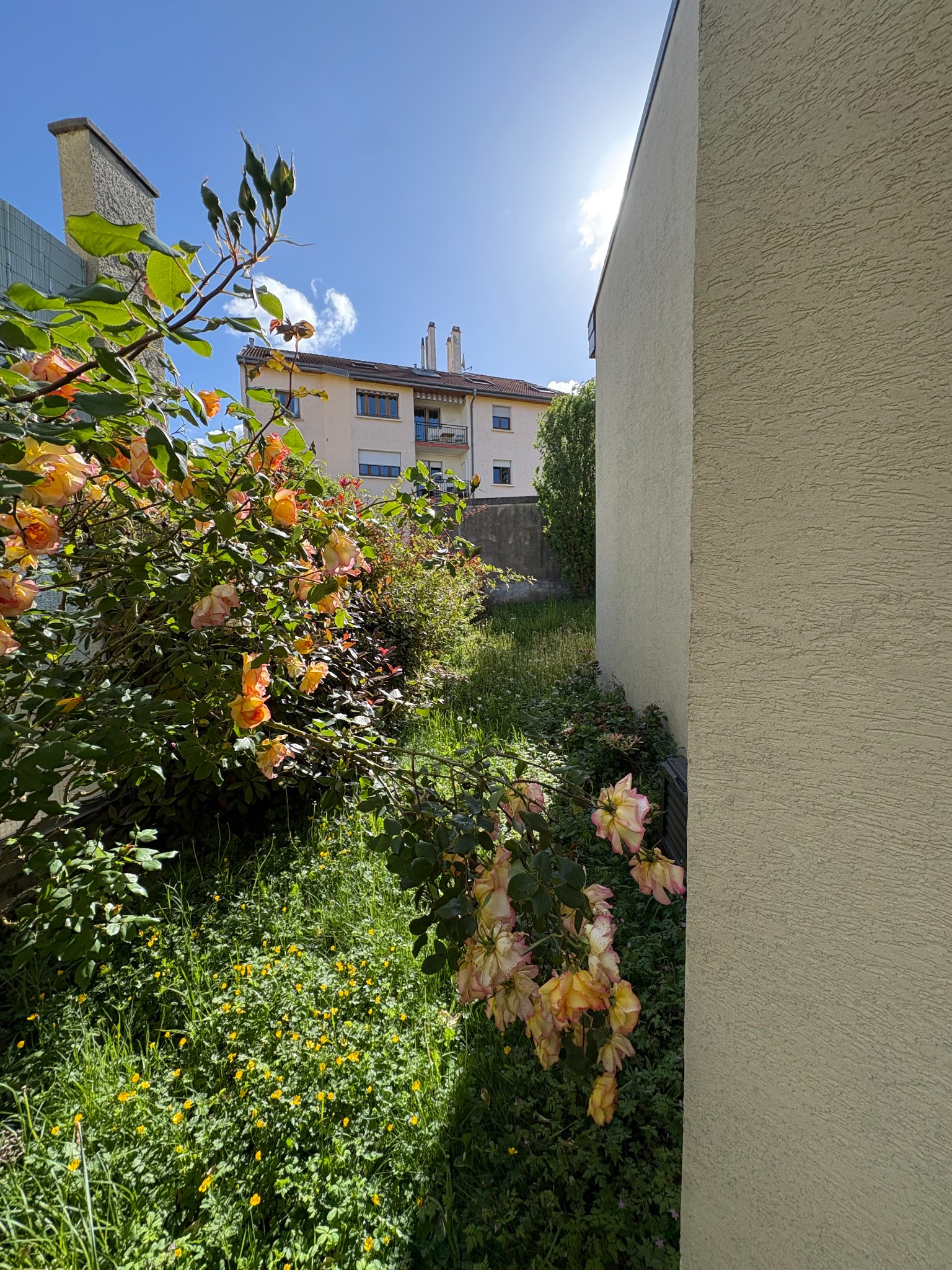 Avant : herbes hautes dans le passage entre les rosiers et la maison