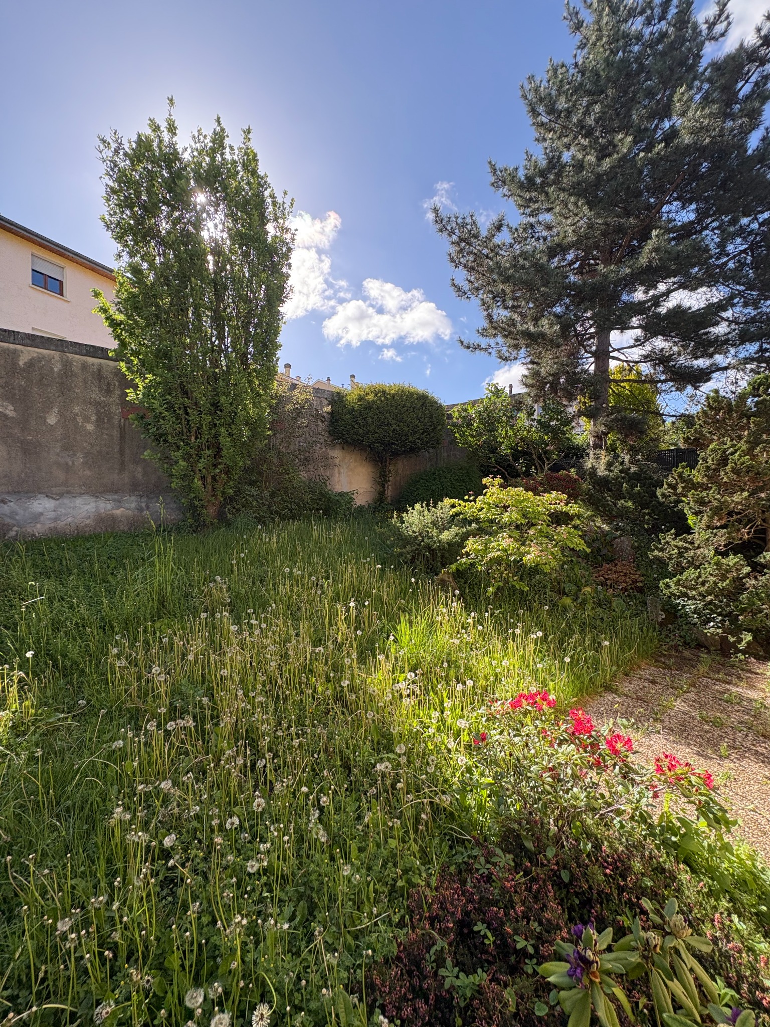 Avant la remise en état : herbe haute entre les massifs d’un jardin